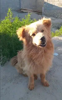سگ پاکوتاخرسی
