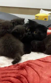 گربه اسکاتیش