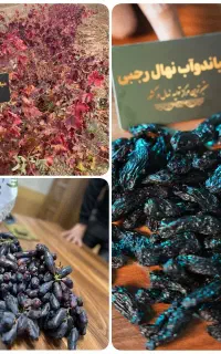 معتبرترین مرکز فروش نهال‌های شناسه دار