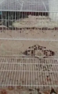 قفس
