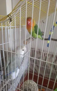 طوطی برزیلی نر و ماده