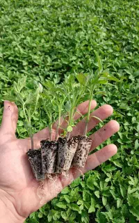 نشا گوجه بادمجان کلم و ...