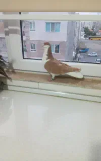 خوشرنگ زرد نر