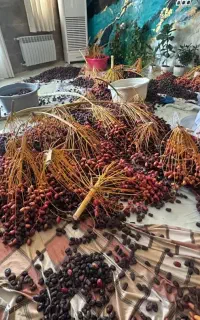 خرما، رطب، مضافتی جنوب