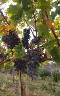 انگور شرابی خارجی