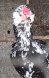 نیمچه خروس گلین