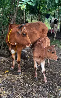 گاو جوان با گوساله ماده
