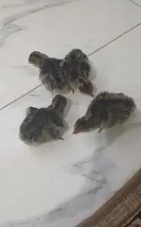 جوجه بوقلمون