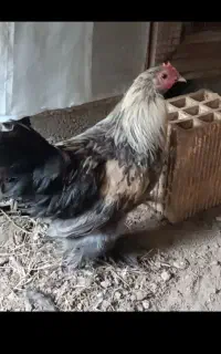 خروس