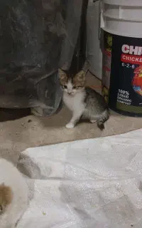واگذاری ۳ تا بچه گربه