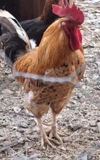 خروس محلی قوی و زیبا