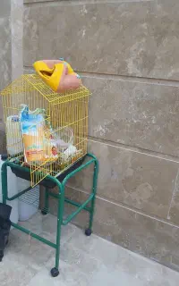 قفس