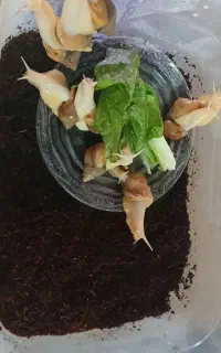 حلزون اچاتیا