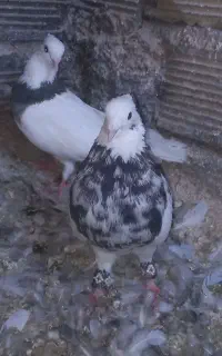 کبوتر طوقی