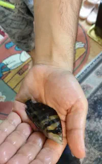 فروش سوماترا