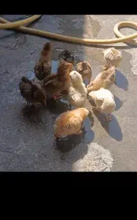 جوجه مرغ  محلی اصل