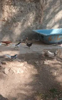 دسته رنگی