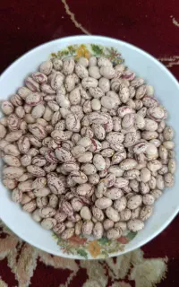 لوبیا درجه یک لاله کش برایی کشت