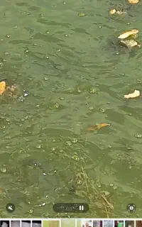 بچه ماهی کپور