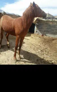 فروشی