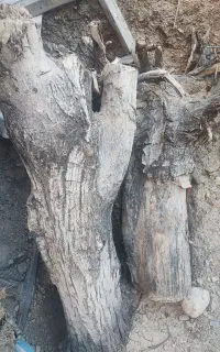 چوب درخت گردو و آلبالو