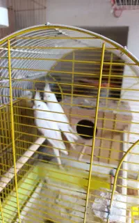 عروس هلندی