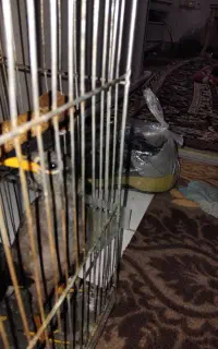 جوجه مینا