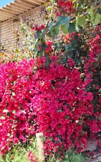 استخدام نیروی خدماتی .مرکز توانبخشی اعصاب و روان