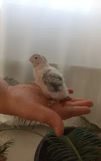 جوجه سرلاکی گرینچیک