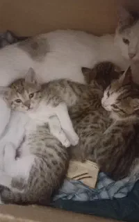 واگذاری رایگان بچه گربه