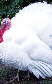 بوقلمون زنده ارگانیک