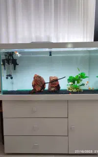 آکواریوم ریملس  apa