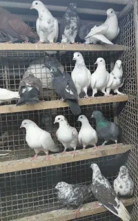 کبوتر غریبگیری