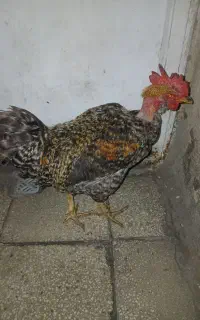 خروس گردن لخت جوان