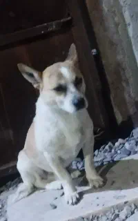 سگ پاکوتاه