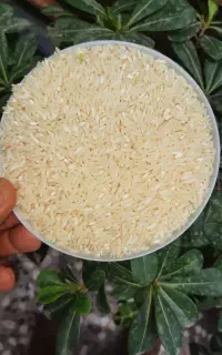 برنج هاشمی محصول امسال
