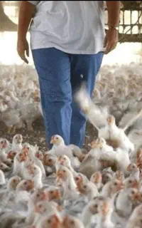 استخدام در مرغداری گوشتی ۳۰ هزار