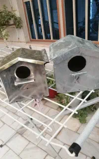 لانه فنج ومرغ عشق