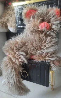 گربه و خرس پشمی