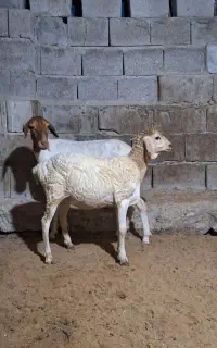 میش سومال بابچه ماده