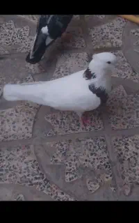 طوقی