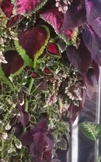 سیاتیک حجامت جاانداختن ناف