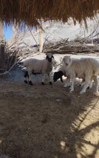 بره نر چاق