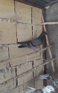 کبوتر گمشده