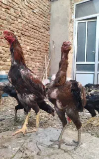 مرغ خروس لاری