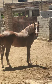اسب