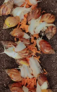 اکسیر حلزون