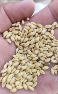 گندم ایوان مناسب بذر