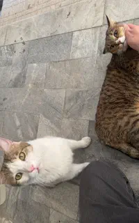 واگذاری گربه نر و ماده