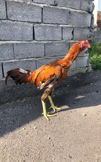 فروش فوری